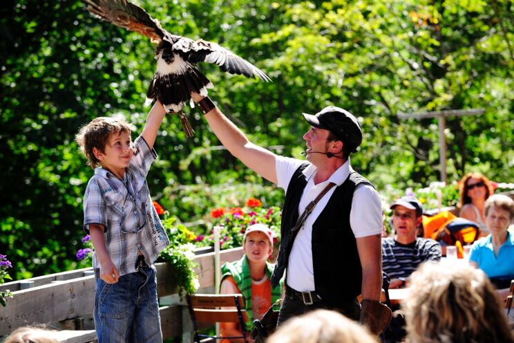 Greifvogel-Flugshow Galina