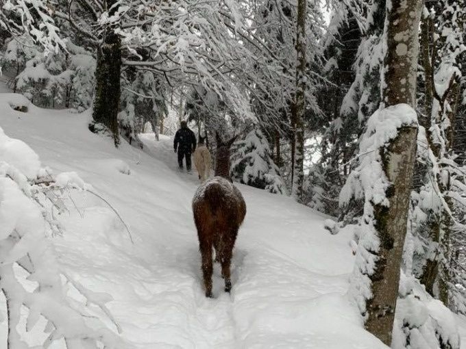 Lama- & Alpakatrekkingtour